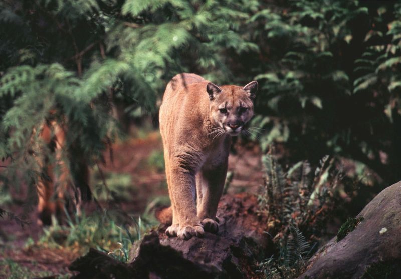 Study confirms cougars roaming Michigan wilds The Blade