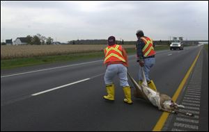 Brenda Vincent helps Brian Amos drag a long-dead deer to the edge of a cornfield along I-75, right, `so nature can take its course,' Ms. Vincent says.