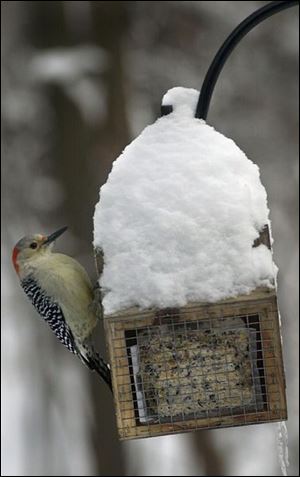 A downy woodpecker feeds in Wildwood Preserve Metropark. The park opened an award-winning 80-acre addition in 2001.