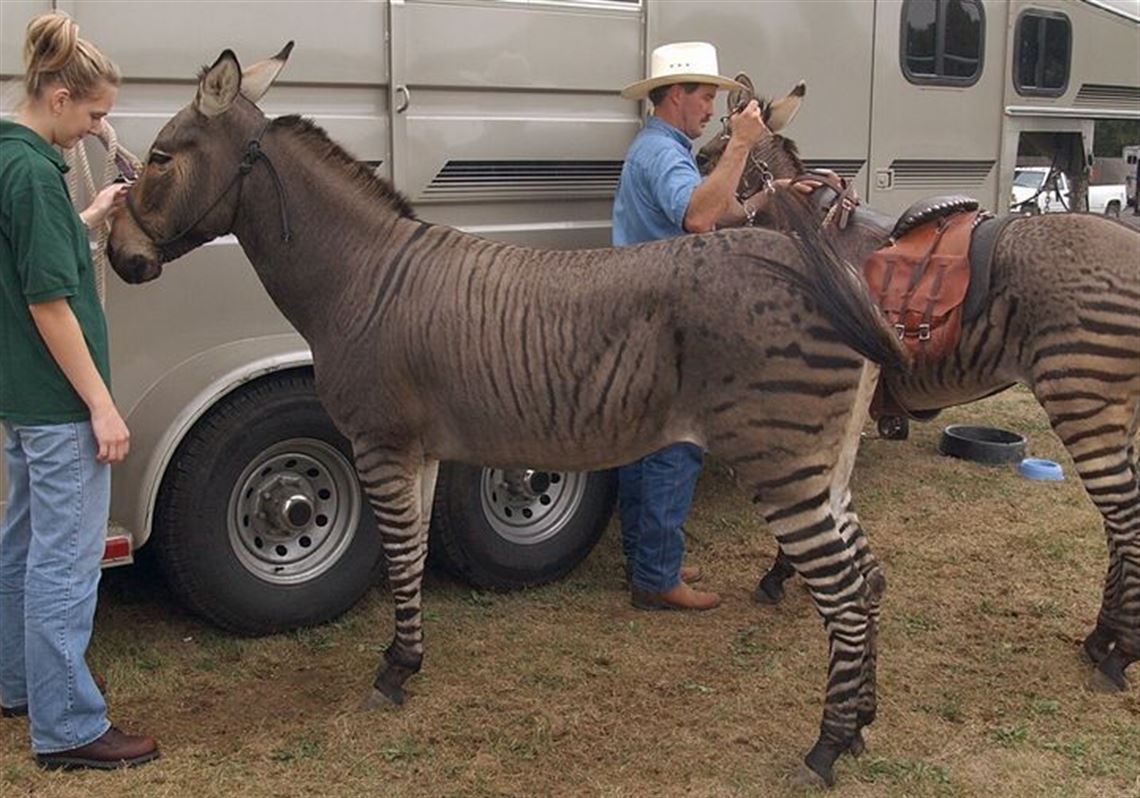 Zebra Donkey