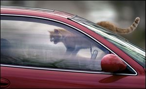 ROV catnap 01 - 121702 - A stray car walks on a car along CHase St and hisses at the occupant who was taking a 