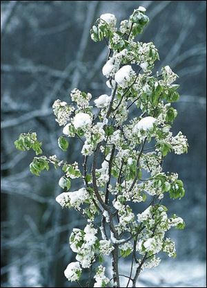 Snow and ice can make limbs vulnerable to wind.