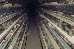Large egg operations such as the Weaver farm are called 'factory farms' that the group says are rife with absue.