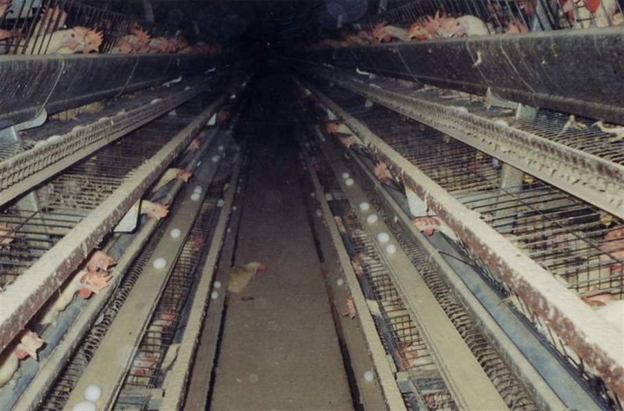 Hen-house-tapes-point-to-cruelty-2