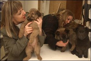 Volunteer Karen Latta, left, and Kathy Kozak, Planned Pethood president, calm puppies before they receive a checkup at the Total Pet Care facilities on Briarfield Boulevard in Maumee's Arrowhead Park.