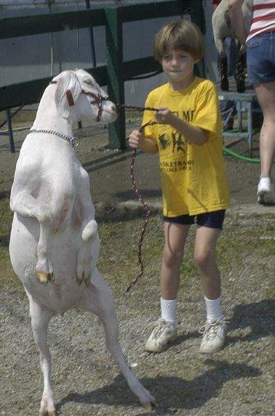 Food-fun-fur-compete-with-heat-at-fairgrounds