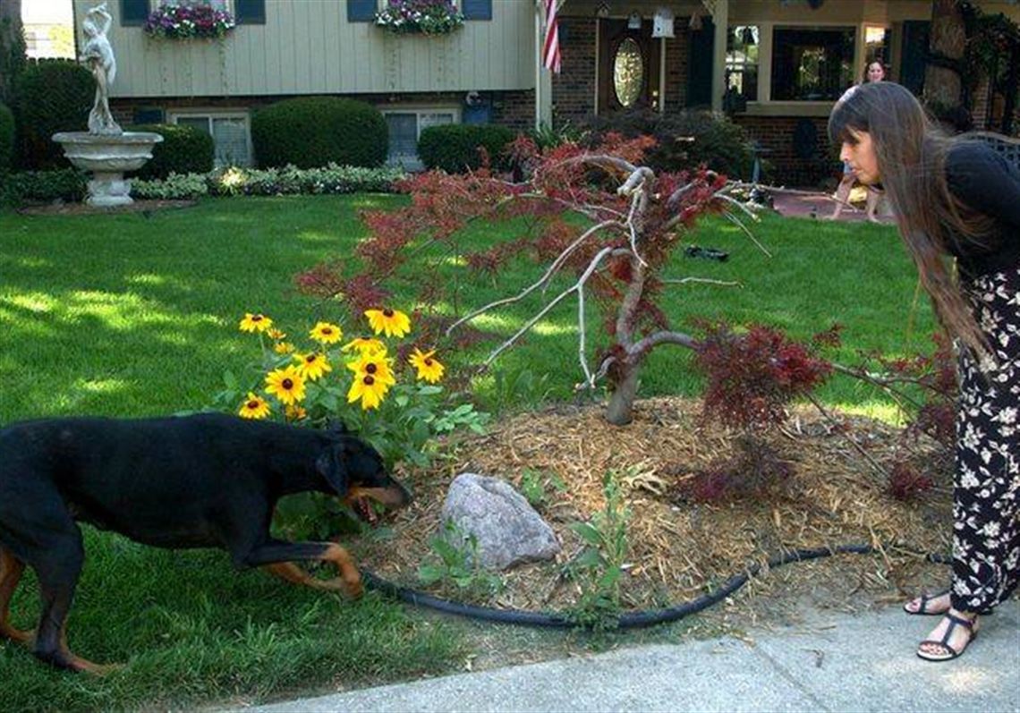 Claims of planted body parts cause FBI to dig for truth on dog handler The Blade