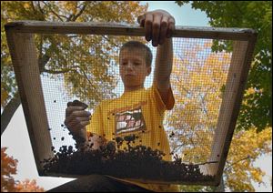 Kevin Swiercz, 12, of Jonesville, Mich., sifts through dirt seeking artifacts at the Carl Fast Memorial Park dig site.