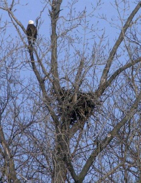Volunteers-keep-an-eye-on-eagles-in-their-nests