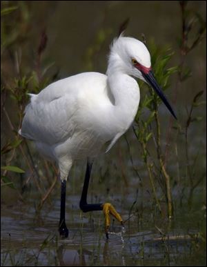 ROV Migration B  May 10, 2004-- A snowy egret showing off beautiful breeding plumage looks for a meal at Magee Marsh Monday morning . The spring migration is in full swing along the Northcoast. Blade photo by Andy Morrison