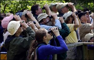ROV Migration A  May 10, 2004-- Birders stand shoulder-to-shoulder as they train their binoculars toward the trees while looking for songbirds on the boardwalk at Magee Marsh Monday morning. With the migration in full swing, Magee is once again a hotspot for birds and birders. Blade photo by Andy Morrison