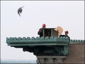 With a parent peregrine flying by, state biologists Bill Roshak and Scott Butterworth check the status of four falcon chicks born days ago on a downtown building in Lima.