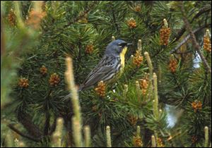 Warbler