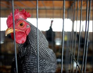 A rooster keeps a lookout for crowds at the fair in Fremont.
