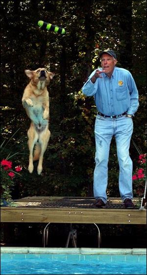 Dean Skillman and his 2-year-old yellow Lab strut their stuff by their backyard pool in Lambertville, Mich.  Skillman tosses a baton and Wylie leaps  after it,  sort of a Lab long jump. 
