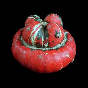 Turban squash