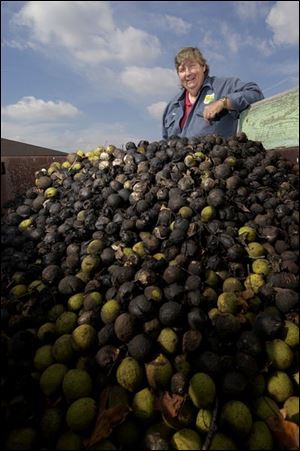 Dave Sherry, district tehnician for the Soil and Water Conservation District, shows some of the donated walnuts.