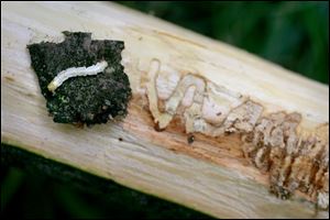 The emerald ash borer, shown in its larval form, emerges from the host tree in mid-May.