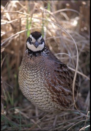 The northern bobwhite quail, nearly wiped out in northern Ohio by weather and mowing practices, is being reintroduced.