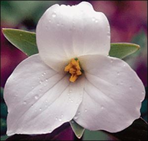 Trillium