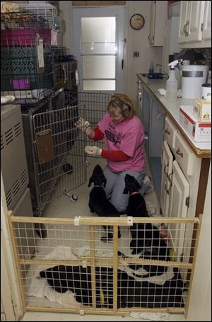 Aimee Westover, who usually works with cats, takes care of some dogs in crowded quarters of the Humane Society.
