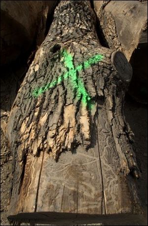 The emerald ash borer tunnels into trees, weakening them until the point where they eventually die.