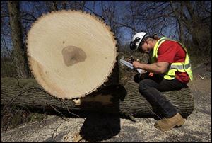 Leonard Carl stops his work to sharpen his chain saw during removal of a 53-year-old green ash at Pearson Metropark.