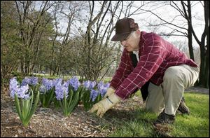 Arnie Rehard removes grass from a fl ower bed at Toledo Botanical Garden. Mr. Rehard works three days at week at TBG.
