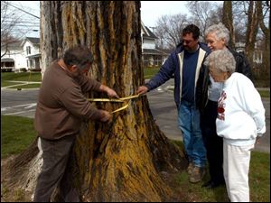 Rick Frey, public works foreman, from left, Curt Smith, parks department foreman, Ivan Hite, councilman and city tree commission member, and Lorraine Frey, whose home is in front of the elm, measure the circumference at 14 feet, 6 1/2 inches.