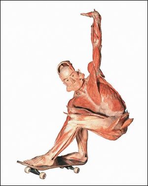 A skateboarder is one of 20 dynamically posed
cadavers on display at the  Body Worlds 2  exhibit at
the Great Lakes Science Center in Cleveland.