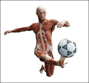 A soccer player is one of  the 20 dynamically posed cadavers on display at the  Body Worlds 2  exhibit at the Great Lakes Science
Center in Cleveland.