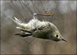 A white-throated sparrow, which is alive, waits in the net for its turn to be removed and banded at Navarre Marsh.