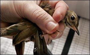Linda Bode bands a hermit thrush at the Black Swamp Bird Observatory project site at Navarre Marsh near the Davis-Besse Nuclear Power Station grounds. The songbird migration will be rather sparse this weekend because of the cold weather. The last wave of the
birds will occur about the last week of May, peaking around Memorial Day. 