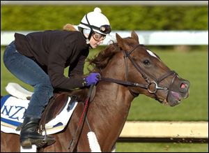 High Fly, one of trainer Nick Zito's 5 entries, takes an early morning run.
