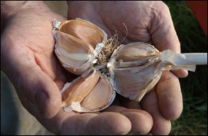Garlic cloves at a garden's perimeter may deter deer.