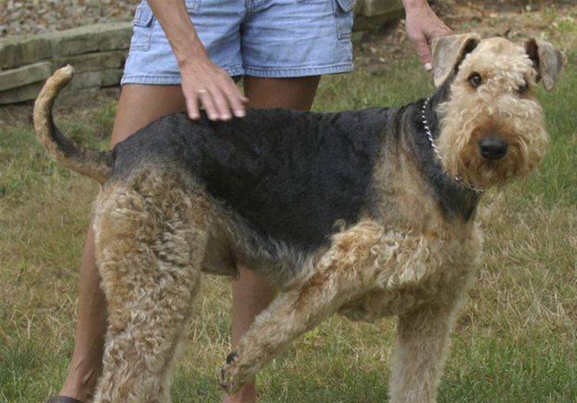 airedale vets