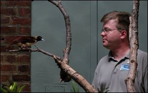 Robert Webster, the Toledo Zoo's bird curator, says Haldol helped keep two of his birds from plucking their feathers out. Nothing else the zoo had tried seemed to work as well.