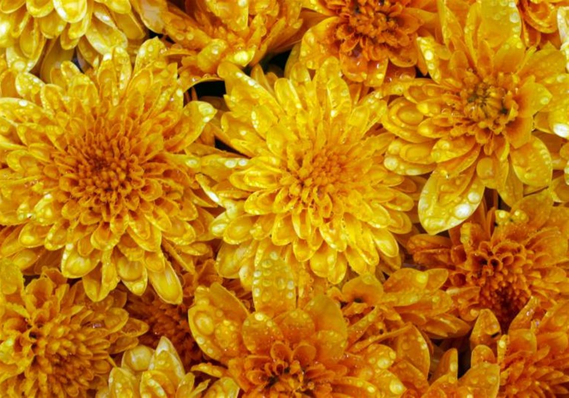 Keep Mums Blooming Year After