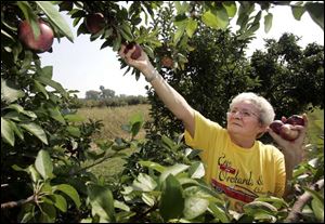 Jan Akens takes a break from her duties at Erie Orchards to pick some apples to use at home. 