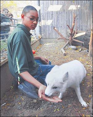 Zenas House-Wilson, an eighth-grader at Wildwood Environmental Academy, feeds Mystic, the zoo's Arctic fox.
