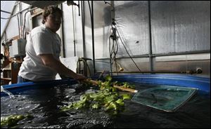 Sophomore Bryce Stilwill removes some tilapia out of the Pettisville High School aquarium in the school s greenhouse.
