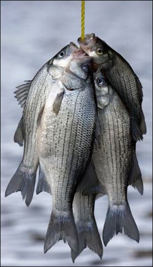 Fishermen from all over Ohio converge on the Sandusky River around Fremont in the spring trying to catch white bass. 