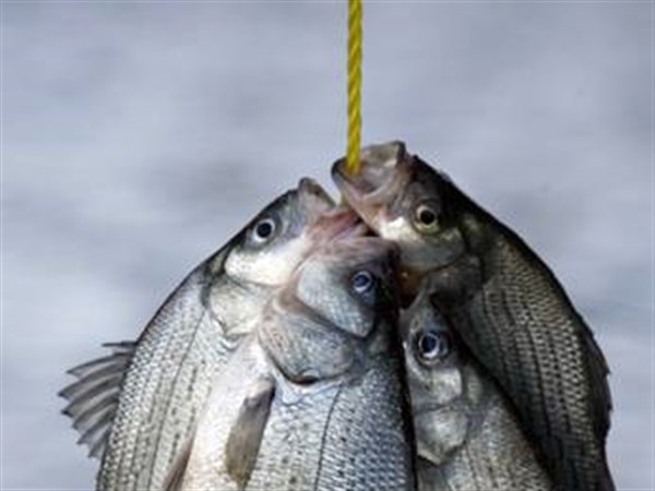 It's time for white bass runs in area rivers | The Blade