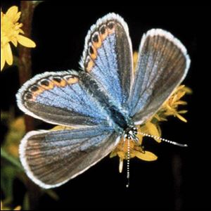 A Karner blue