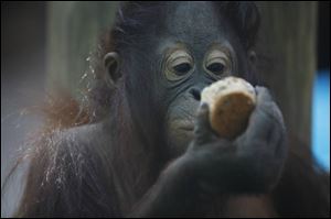 Bajik, an orangutan, eyeballs a muffin he received as the Toledo Zoo observed his second birthday recently. Admission to visit Bajik and all the other animals at the zoo is $10 for adults and $7 for children. 
