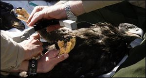 Leisje Meates and Mark Shieldcastle band the legs and measure the talons of the two eaglets that temporarily were removed from their nest.