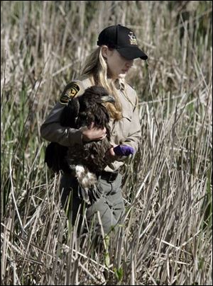 Leisje Meates of the Ohio DNR, above, carries an eaglet to be banded. The bird, and its sibling, were dubbed P59
and P65.