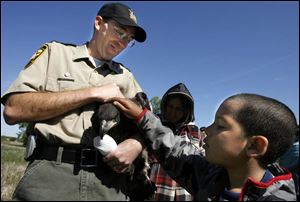 Ohio DNR official Bob Ford holds an eaglet for Elijah Bernhardt, 7, to pet. Wildlife officials are banding eaglets in two nests near the Davis-Besse Nuclear Power Station this year and four others elsewhere in the state. Leisje Meates of the Ohio DNR, above, carries an eaglet to be banded. The bird, and its sibling, were dubbed P59 and P65. Leisje Meates and Mark Shieldcastle band the legs and measure the talons of the two eaglets that temporarily were removed from their nest. 