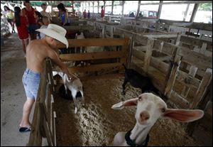 Dylan Thorp, 7, of Oak Harbor, reaches into a pen to pet one of the goats in a livestock shelter. 