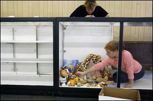 Morgan Mohr, 11, of Sylvania arranges her giraffe collection with help of her mom, Kathleen, for the Youth Collections display. 
